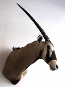 Oryx Antilope Trophäe 