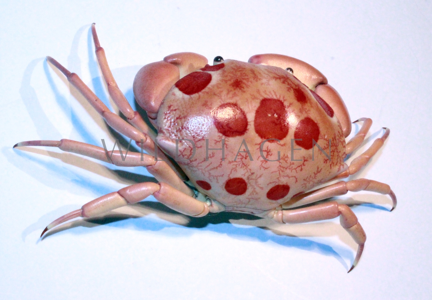 wildhagens-kuriosit-tenkabinett-krabbe-wunderkammer